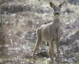 Oasi naturale in golena: sul Po daini e cinghiali