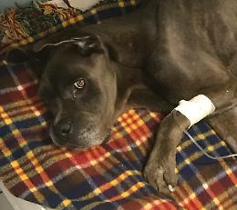 Bullo risponde alle cure, ora si cerca il padrone crudele
