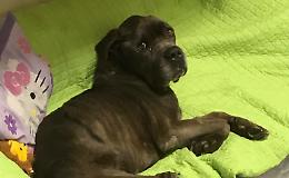 Cane maltrattato, scoperte bruciature di sigarette