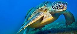 Wwf: a rischio metà specie Mediterraneo 