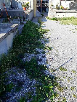 La denuncia: 'Degrado al cimitero di Vicobellignano'