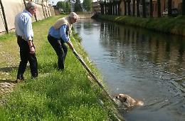 Cane rischia di annegare, salvato dall'ex sindaco