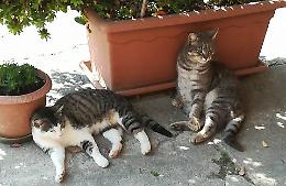 Gatti anziani, appello per adottarli