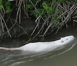 Nutrie albine in via Brescia, avvistate nel cavo Robecco
