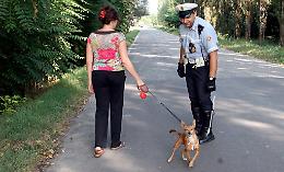 Cani, controlli dei vigili su 208 padroni