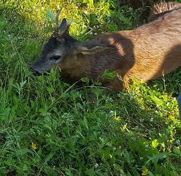Capriolo salvato dai vigili del fuoco