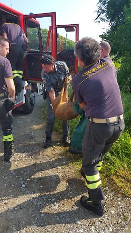 Le cure al capriolo salvato dal canale