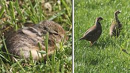 'Le tracce raccontano', osservare gli animali selvatici in natura