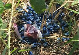 Veleno lungo i fossati, ne fanno le spese due cani