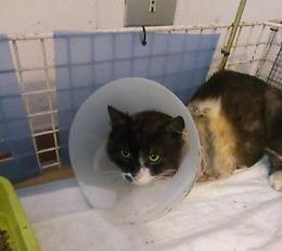 Paese mobilitato per sostenere le cure veterinarie del micio ‘Mario’