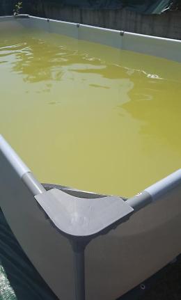 Acqua verde: ai disagi si somma la tentata truffa