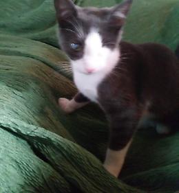 Trovato gatto nella piattaforma ecologica di Sospiro