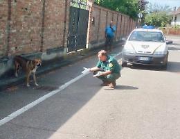 Cani abbandonati, emergenza tra Castelvetro e Monticelli