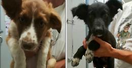 Tre cuccioli ‘gettati’, appello della clinica