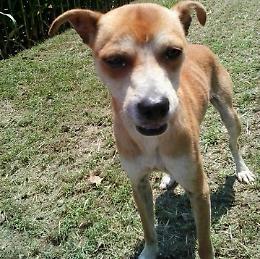 Cagnolino abbandonato e recuperato dai volontari