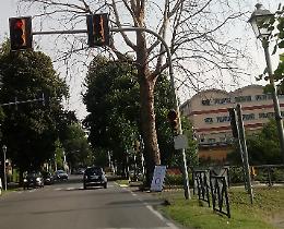 Platano da abbattere. Chiusi 'buca' e viale di Santa Maria