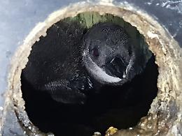 Nuovo fiocco nella vasca dei pinguini