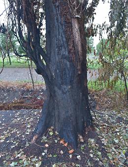 Vandali piromani incendiano alberi secolari