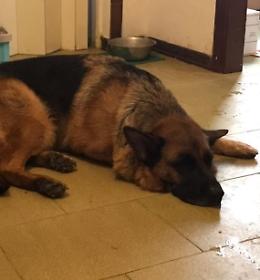 Bocconi avvelenati al cane