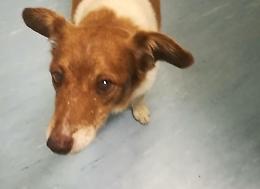 Cagnolino abbandonato, è il settimo in un mese
