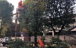 Ciclabile di viale Trento e Trieste, rimossi sette alberi