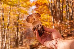 Alla corte del Fungo Porcino, il re dell’Appennino