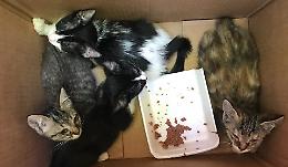 Quattro gattini abbandonati alla fiera: 'Faremo denuncia, si cerchi l'autore'