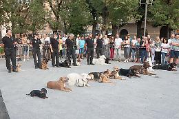 L'esibizione dei cani è solidale: applausi in piazza Roma