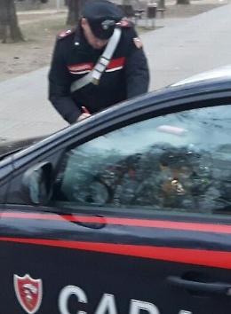 Asino investito e ucciso sulla strada provinciale
