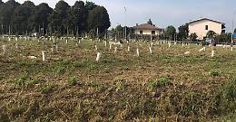 "Piante dimenticate. Morte ai bordi della Paullese"
