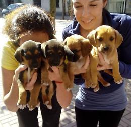 Quattro cuccioli di cane abbandonati sulla strada