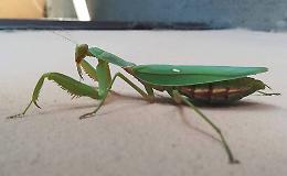 Spunta mantide religiosa gigante