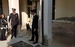 Carabinieri con i cani antidroga a scuola
