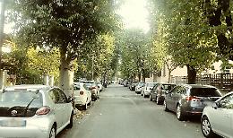 Maggioranza divisa sul taglio degli alberi non malati