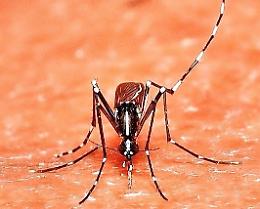 Un 40enne affetto da febbre Dengue
