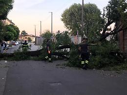  Maltempo e vento forte nella notte, due alberi caduti