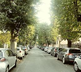 Taglio dei bagolari di via Bacchetta, caso nazionale