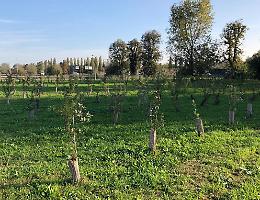 Bosco dei nuovi nati, ecco il terzo lotto a Bagnara