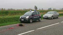 Cinghiale investito e ucciso da un camion sulla Giuseppina