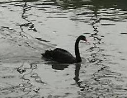 Spunta un cigno nero lungo il canale Vacchelli