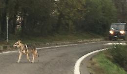 'Due lupi in strada a Caorso': mobilitazione, ma erano cani