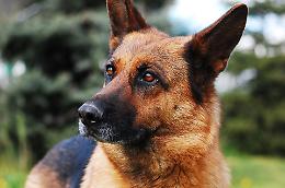 Topicida al cane, condannato il vicino di casa