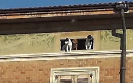 Cani su un cornicione, cucciolo cade nel vuoto