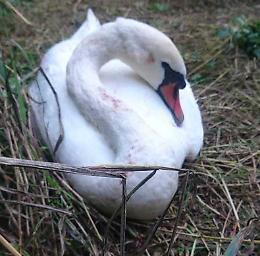 Cigno ucciso da una fucilata
