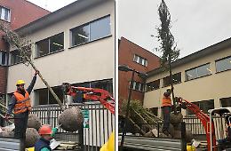 Giornata Nazionale degli Alberi, nuove piantumazioni in tutta la città