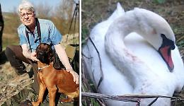 Cigno ucciso, i cacciatori: 'Questa non è caccia, siamo indignati’