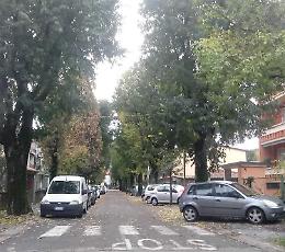 Il sindaco in via Bacchetta: questi alberi creano problemi