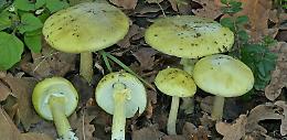'Funghi letali nei prati nonostante il gelo'