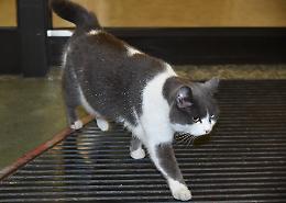Cuoricina, mascotte all'Oglio Po