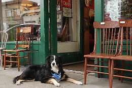 Baristi in rivolta: 'Obbligo d’ingresso ai cani'